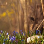 165067__spring-the-woods-snowdrops-blue_p
