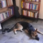 Dog-parking in Biblioteca